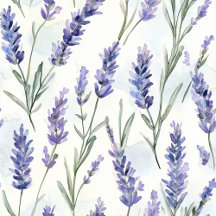 Flowers Roses Lavender