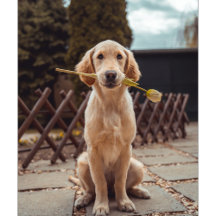 Personalized Dog Memorial Gifts   Custom Keepsake 