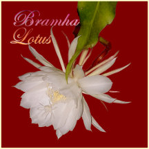 Exotic Divine Himalayan Bramha Lotus Gift Ideas
