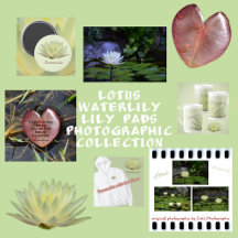 Serenity in Bloom Lotus & Waterlily Photography