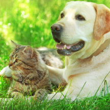 Boho Pet Lovers Collection   Cat and Dog Gifts