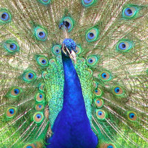 Indian Blue Peacock Collection