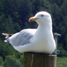 Seagull Lovers United Gift Ideas