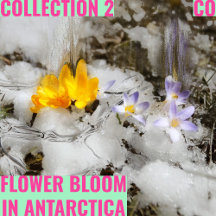 Collection 2: Flower bloom in Antarctica