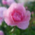 Roses Photo Art