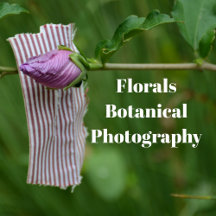 Florals Botanical Photography