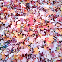 Fall Leaves And Trees