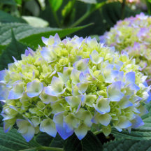 Hydrangea