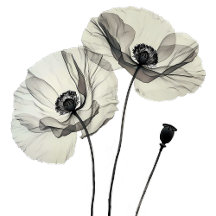 Simple Elegant Minimalism Black and White Poppies