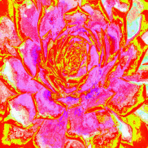 Hot Pink, Red and Yellow Succulent Sedum Rosette