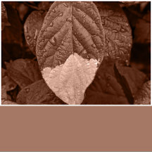 Mocha Mousse Trendy Elegant Solid Color