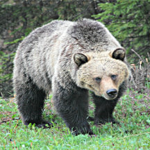 Grizzly Brown Bear Walking Clothes and Accessories