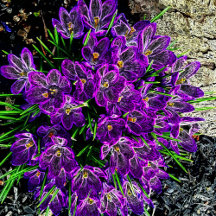 Belle Jardin Home - BJH