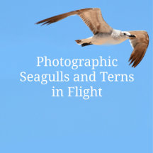 Seabirds in Flight Photographic Seagulls and Terns
