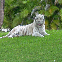 Wildlife Kitchen Decor