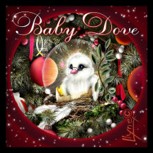 Baby Dove for Christmas time