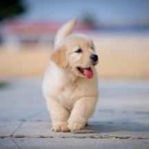 Puppy collection
