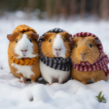 Guinea Pigs In The Snow