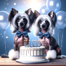 Chinese Crested Birthday