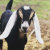 Thriving Goats