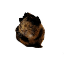 Guinea Pig Lover