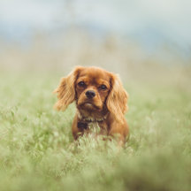 Cavalier King Charles