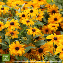 WWN Flowers (Sunflowers)