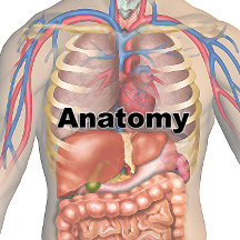 Anatomy