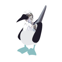 Blue-Footed Booby Bird Illustration
