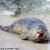 Harbor Seals of PG