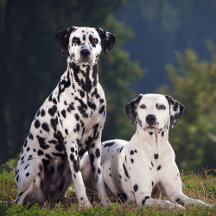 Dalmatian