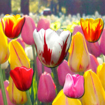 Tiptoe Through the Tulips 🌷 Anytime!