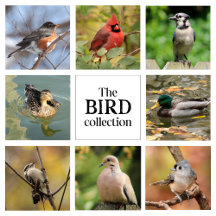 Bird Lovers Gifts, Decor, and More