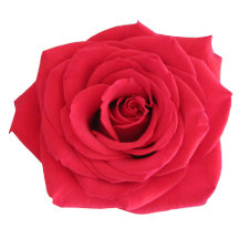 Red Rose Flower 
