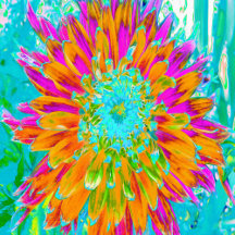 Tropical Orange and Hot Pink Decorative Dahlia