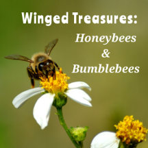 Winged Treasures: Honeybees & Bumblebees