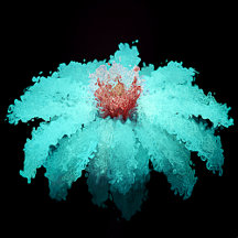 "Wild" Teal Coneflower