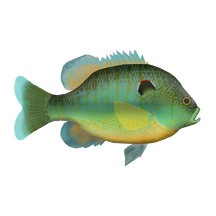 North American Sunfish Group