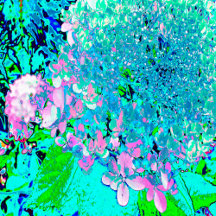 Elegant Pink and Blue Limelight Hydrangea