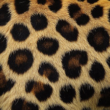 Cow Black White Spots Fur