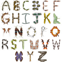 Insect and Bug Themed Alphabet