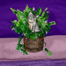 Gray Kitten in Catnip