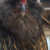 Funky Pollo