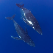 The Altruistic Breach