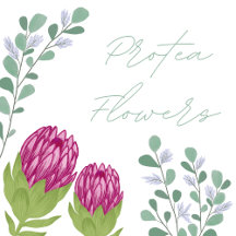 Protea Flowers