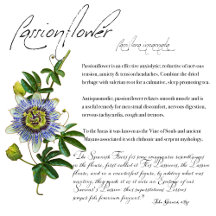 The Herb Passionflower