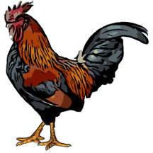 Rooster