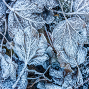 Helgdagar för julblått Löv Snö Winter Slips