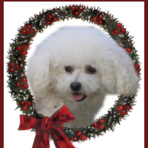 Bichon Frise jul Julkort