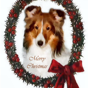 För Sheltie för Shetland Sheepdog gåvor jul Helgkort